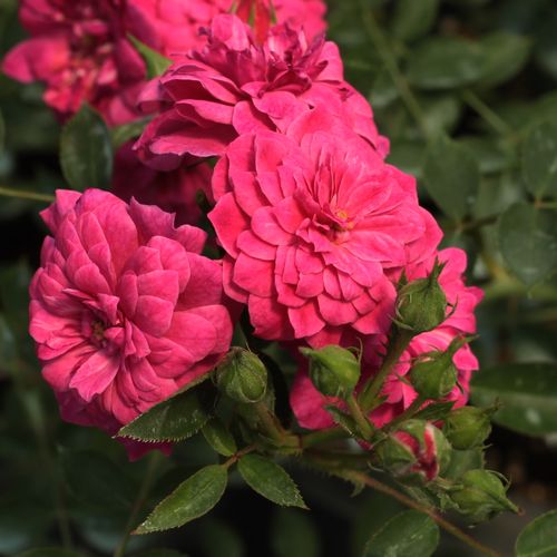 Rosa Purple Rain ® - fialová - Stromková ruža s drobnými kvetmistromková ruža s kompaktným tvarom koruny